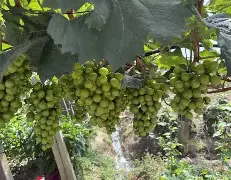 pocket game- 赛后阿贾克斯备战法甲集结日本菲卡调整名单以备国王杯，风云突变山东男篮清晨内部沟通直接炸裂